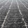 Anversa rug Tribali 014 0002 3121 MC